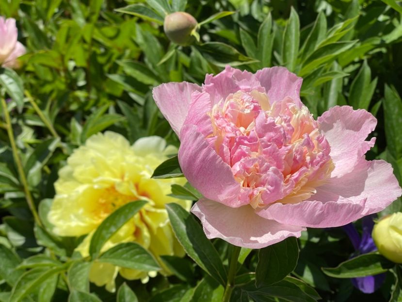  - 002 Grădina 2024 1