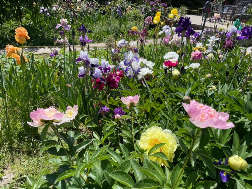  - 002 Grădina 2024 1