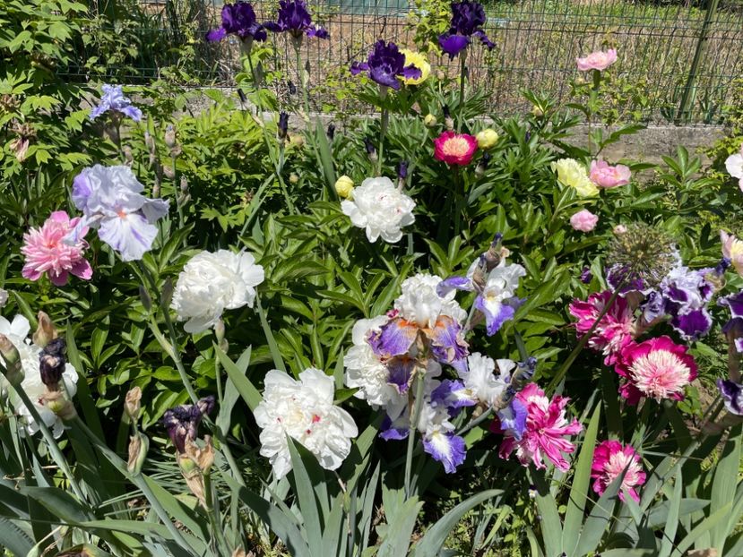  - 002 Grădina 2024 1