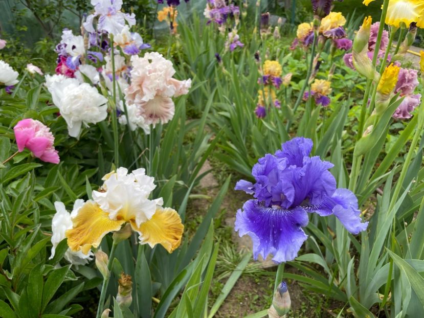  - 002 Grădina 2024 1