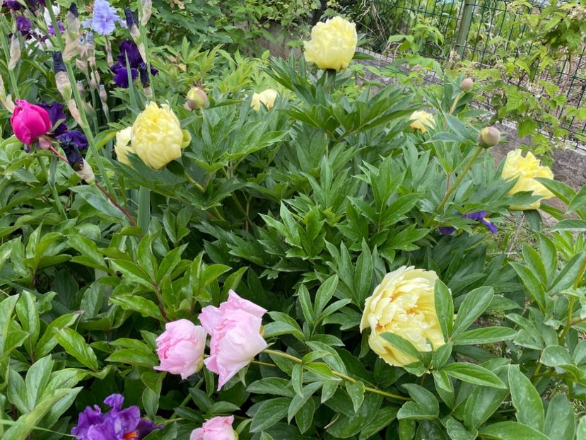  - 002 Grădina 2024 1