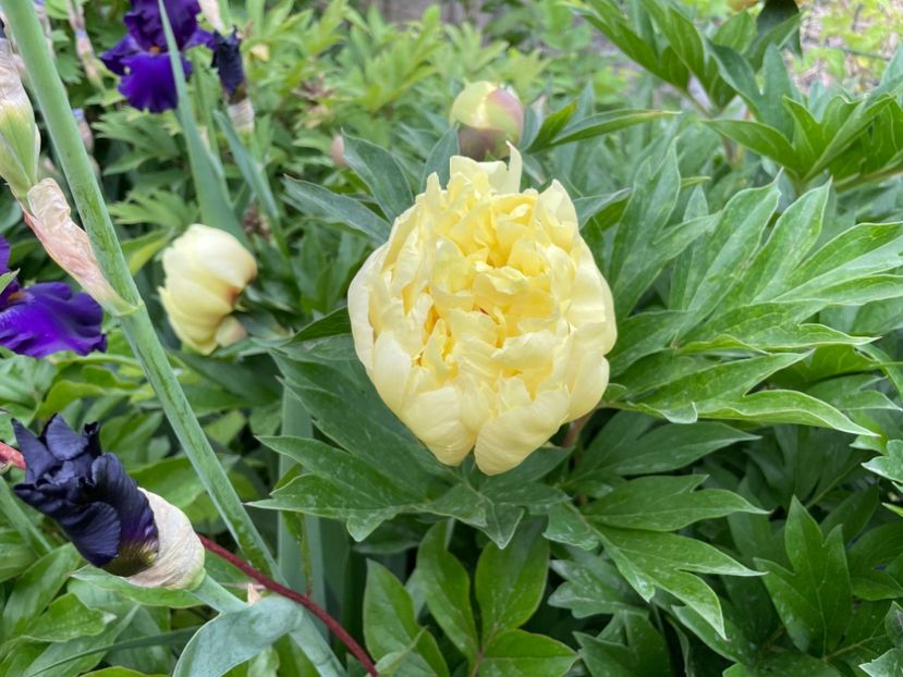  - 002 Grădina 2024 1