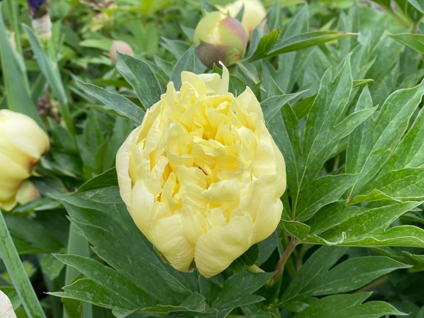  - 002 Grădina 2024 1