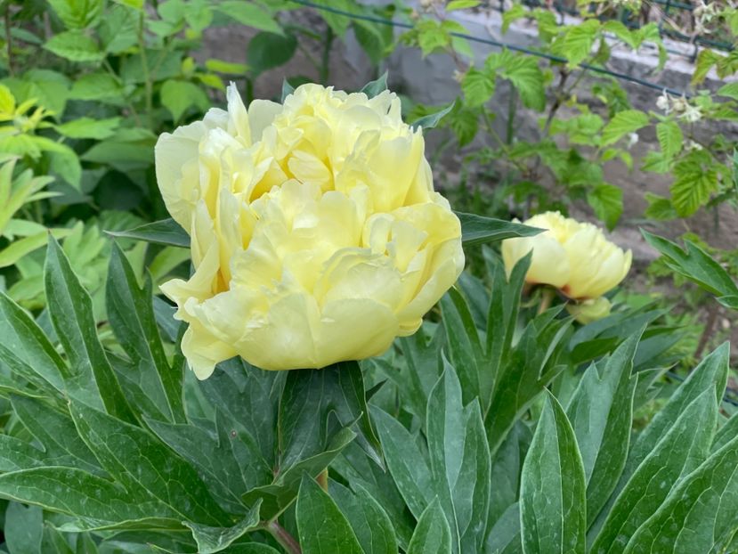  - 002 Grădina 2024 1