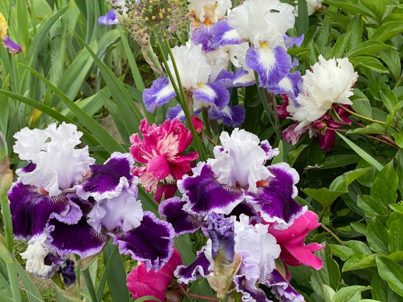  - 002 Grădina 2024 1