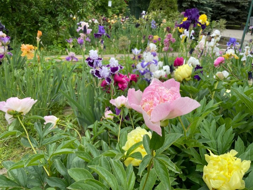  - 002 Grădina 2024 1