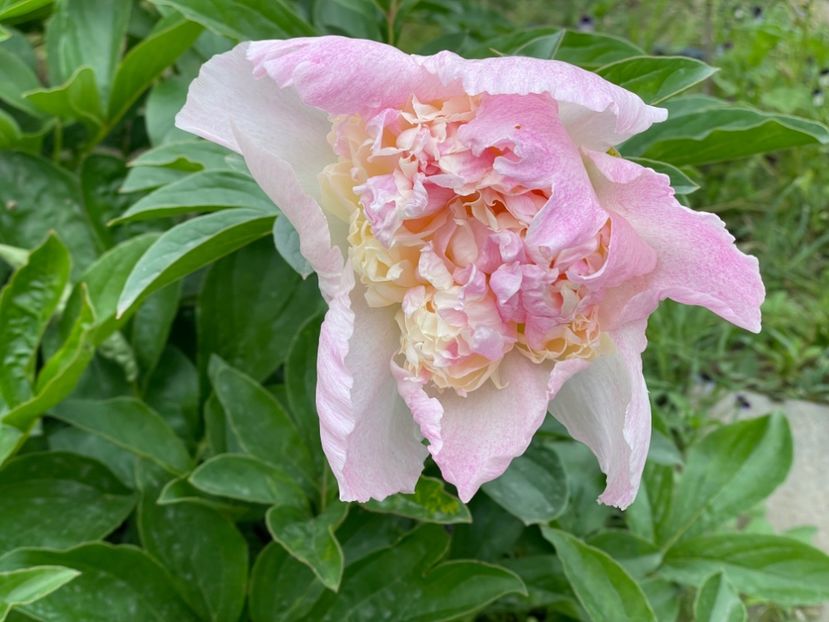  - 002 Grădina 2024 1