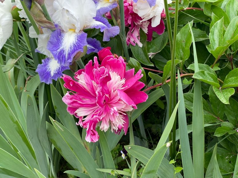  - 002 Grădina 2024 1