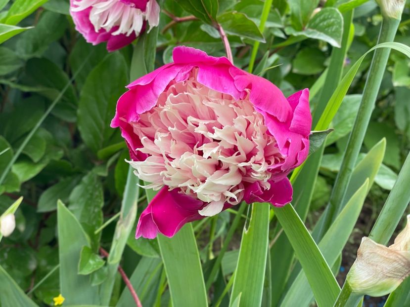  - 002 Grădina 2024 1