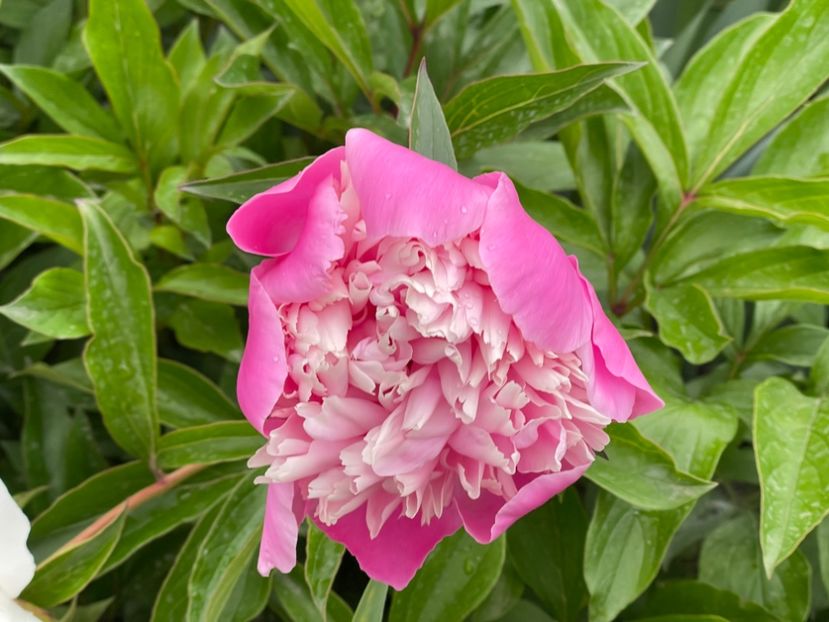  - 002 Grădina 2024 1