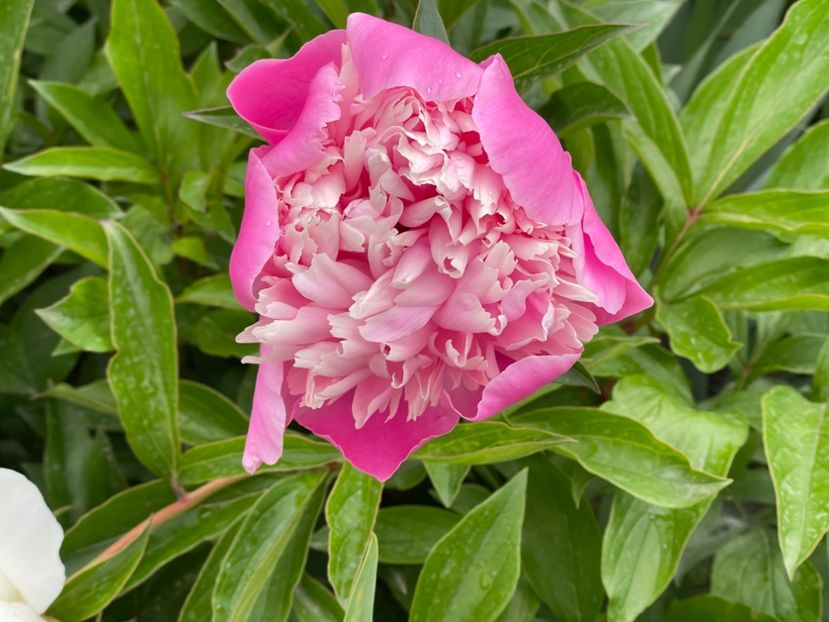  - 002 Grădina 2024 1