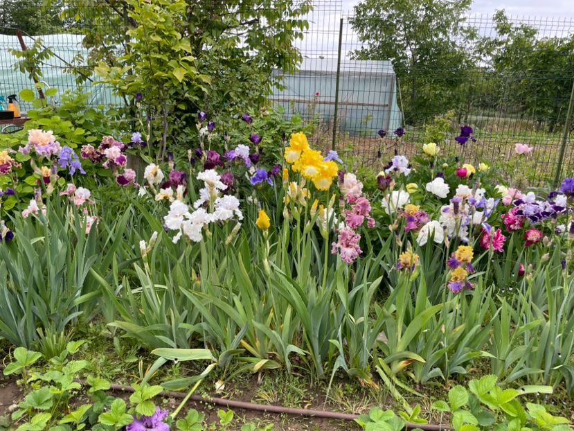  - 002 Grădina 2024 1