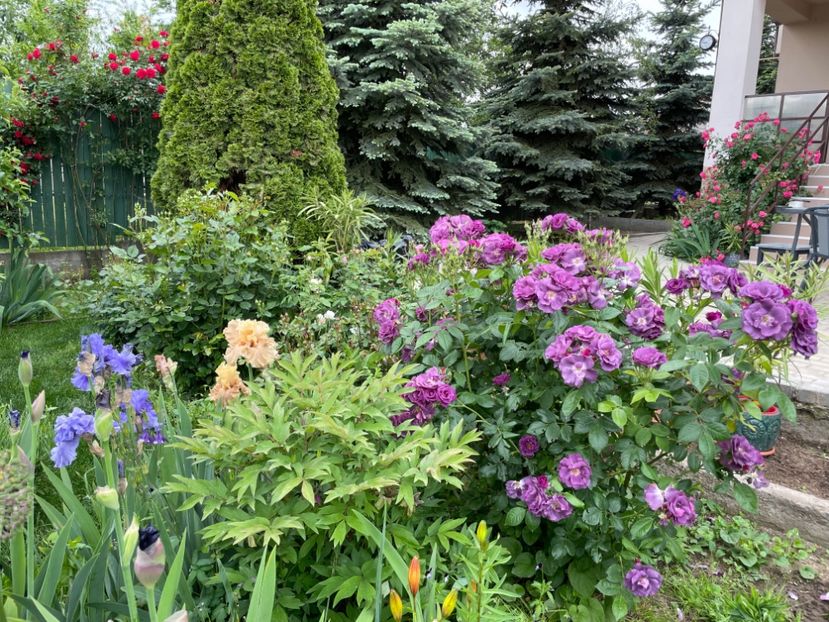  - 002 Grădina 2024 1