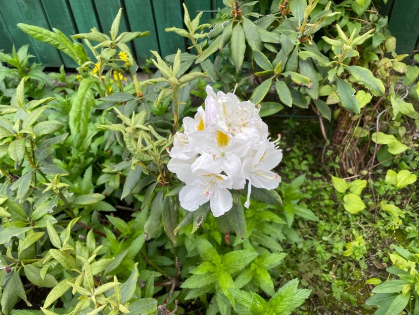  - 002 Grădina 2024 1