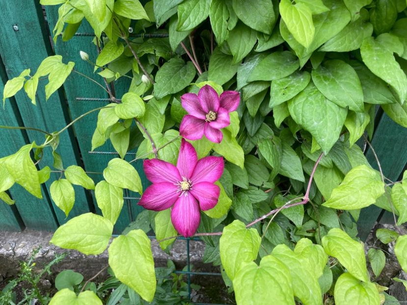  - 002 Grădina 2024 1