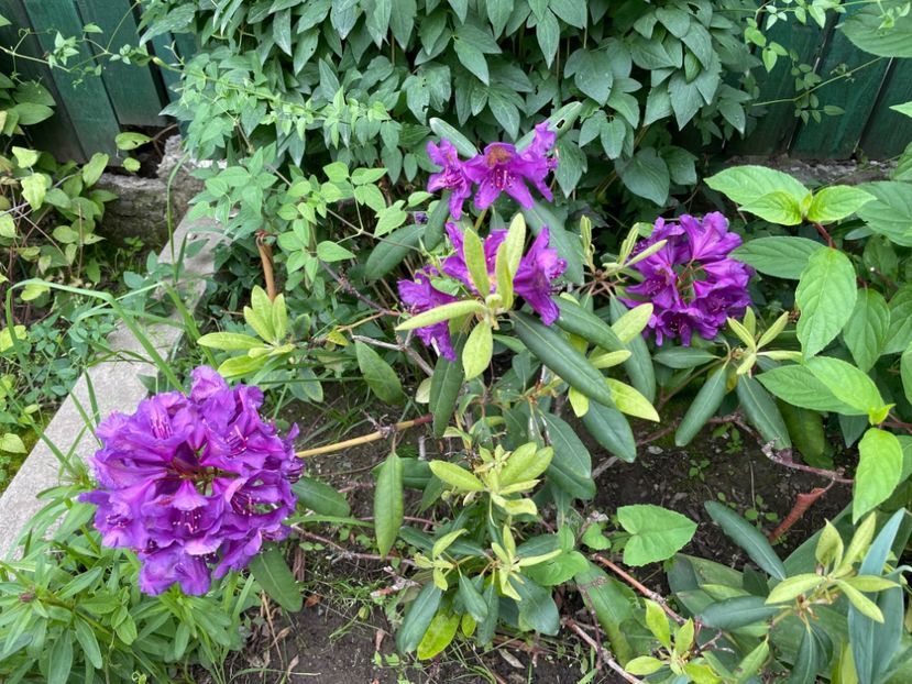  - 002 Grădina 2024 1