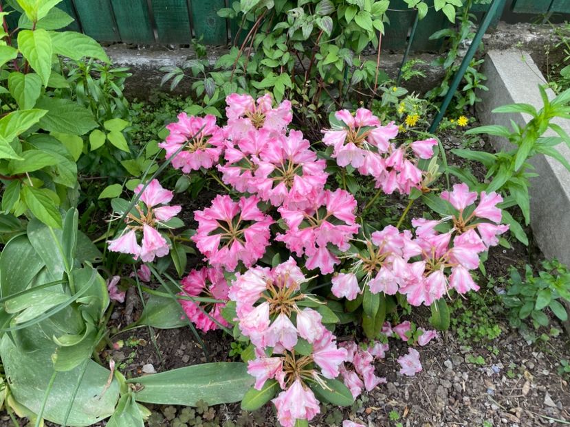  - 002 Grădina 2024 1