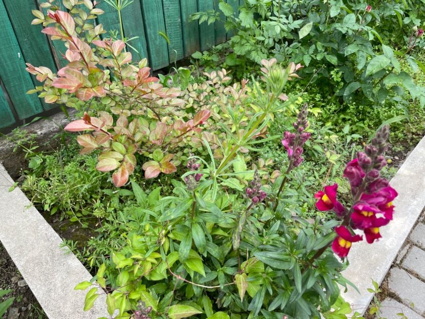  - 002 Grădina 2024 1