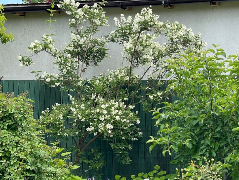  - 002 Grădina 2024 1