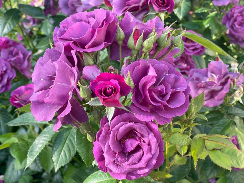  - 001 Trandafiri 2024