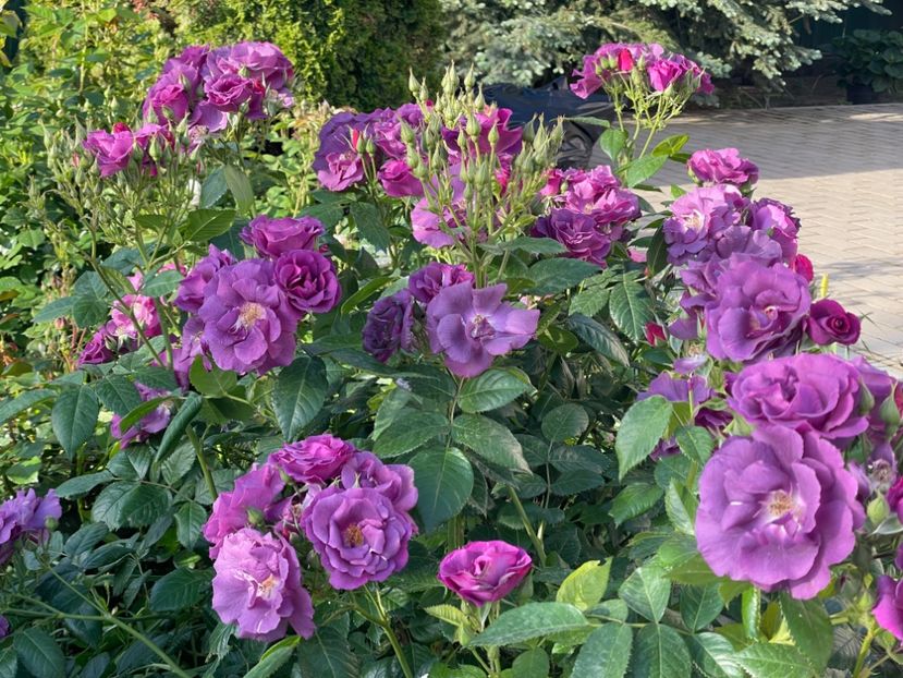  - 001 Trandafiri 2024