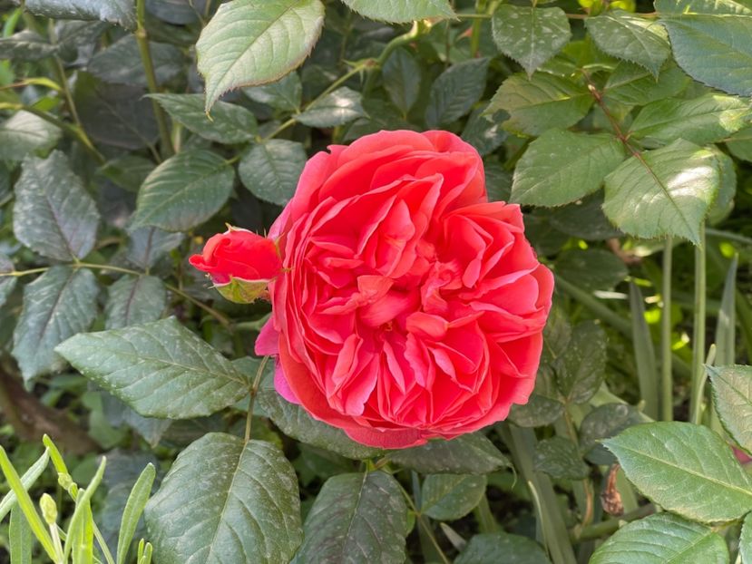  - 001 Trandafiri 2024