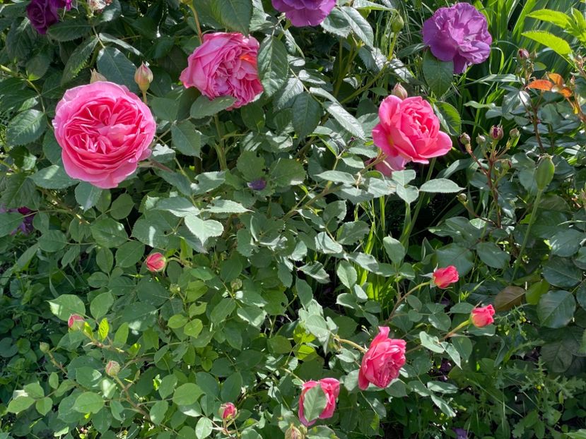  - 001 Trandafiri 2024