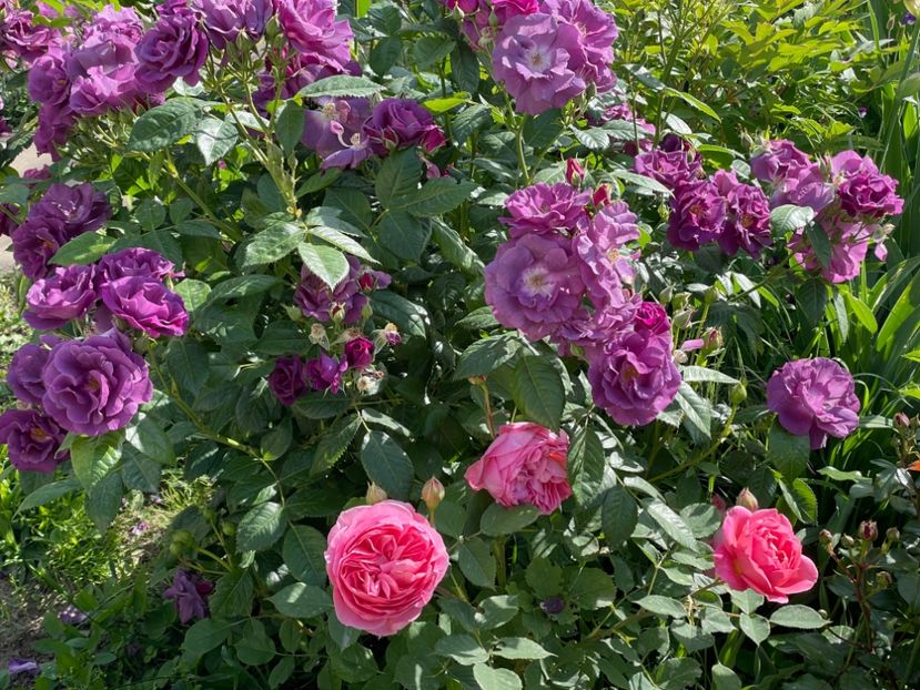  - 001 Trandafiri 2024