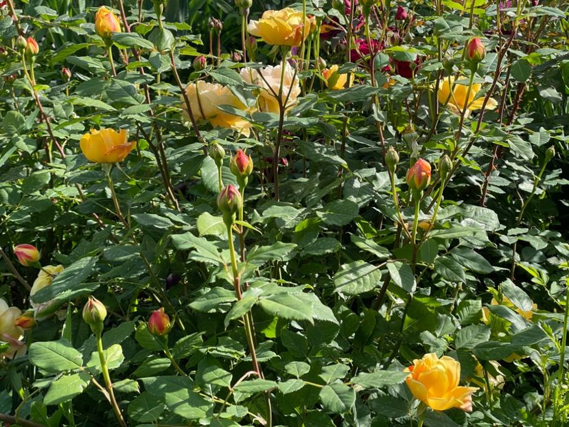  - 001 Trandafiri 2024