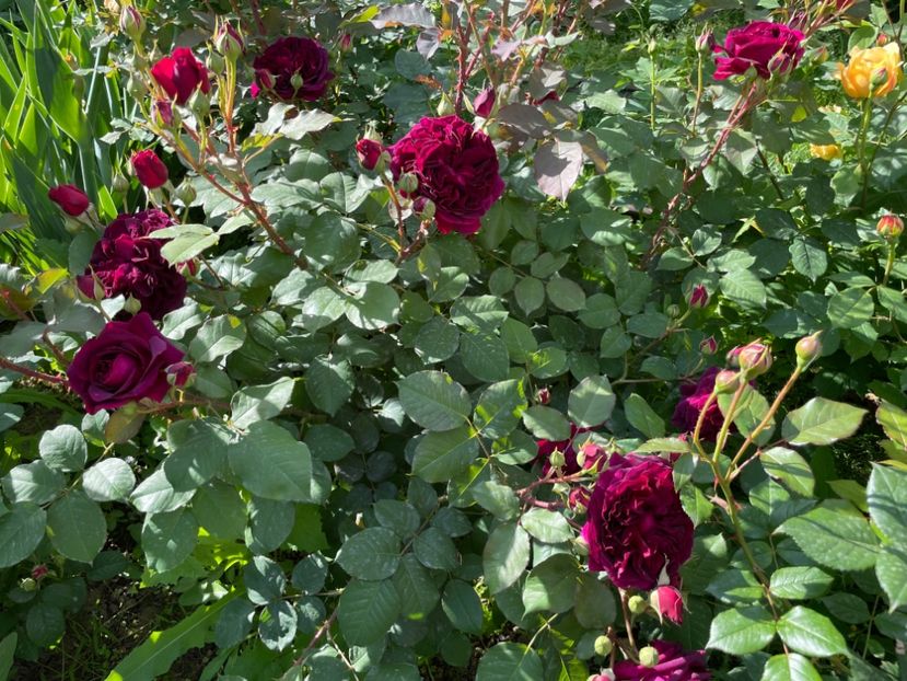  - 001 Trandafiri 2024