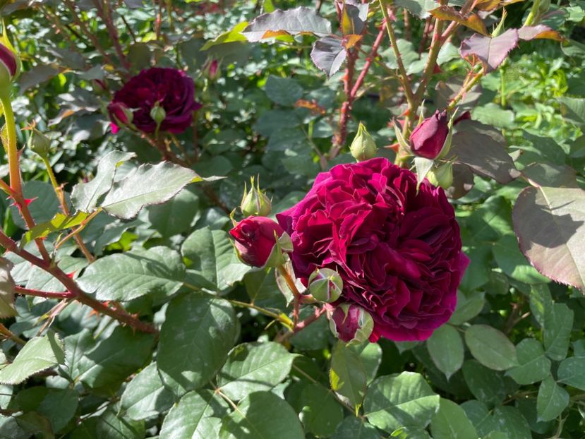  - 001 Trandafiri 2024