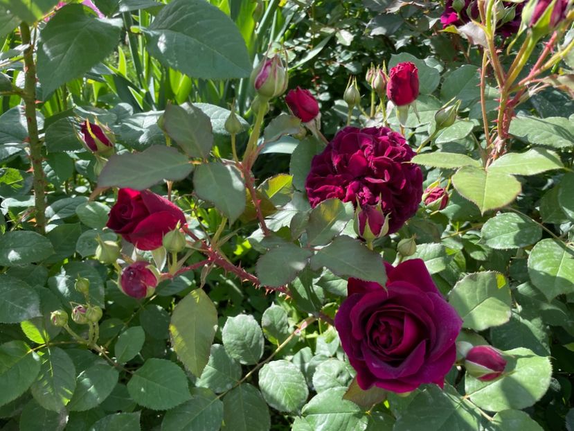  - 001 Trandafiri 2024