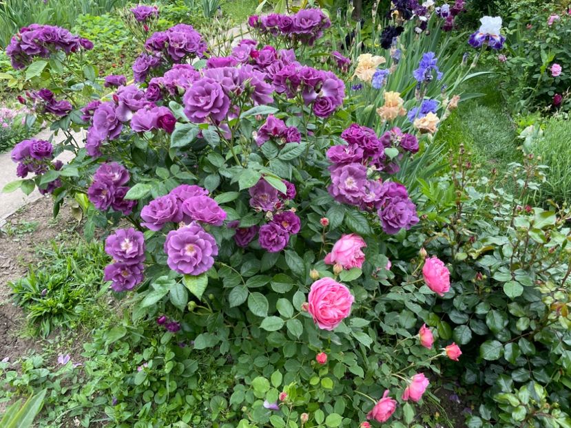  - 001 Trandafiri 2024