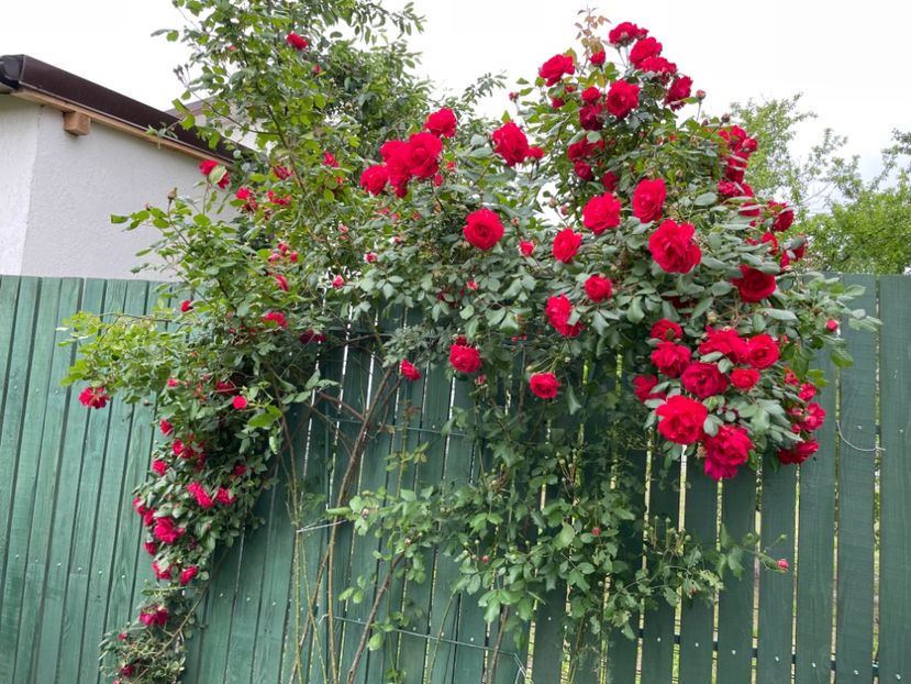  - 001 Trandafiri 2024