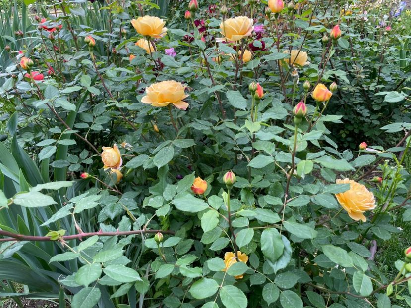  - 001 Trandafiri 2024