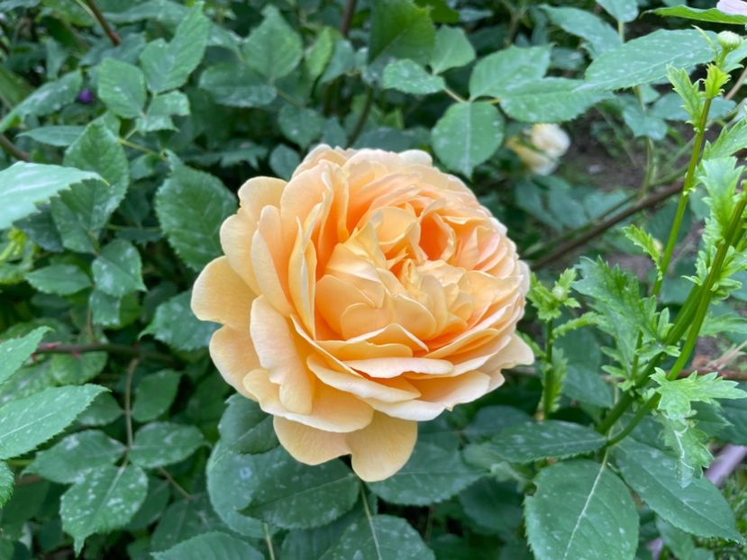  - 001 Trandafiri 2024