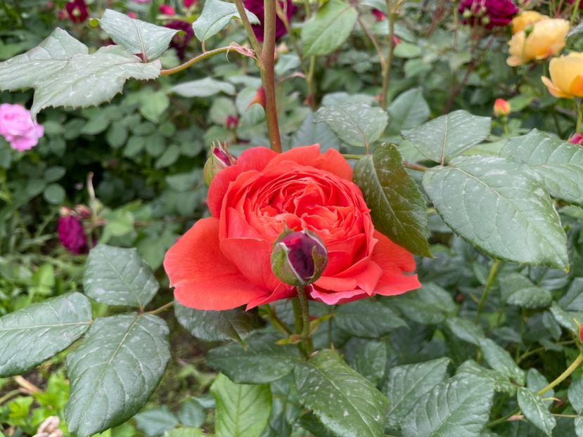  - 001 Trandafiri 2024