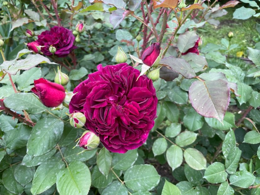  - 001 Trandafiri 2024