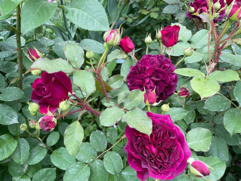  - 001 Trandafiri 2024