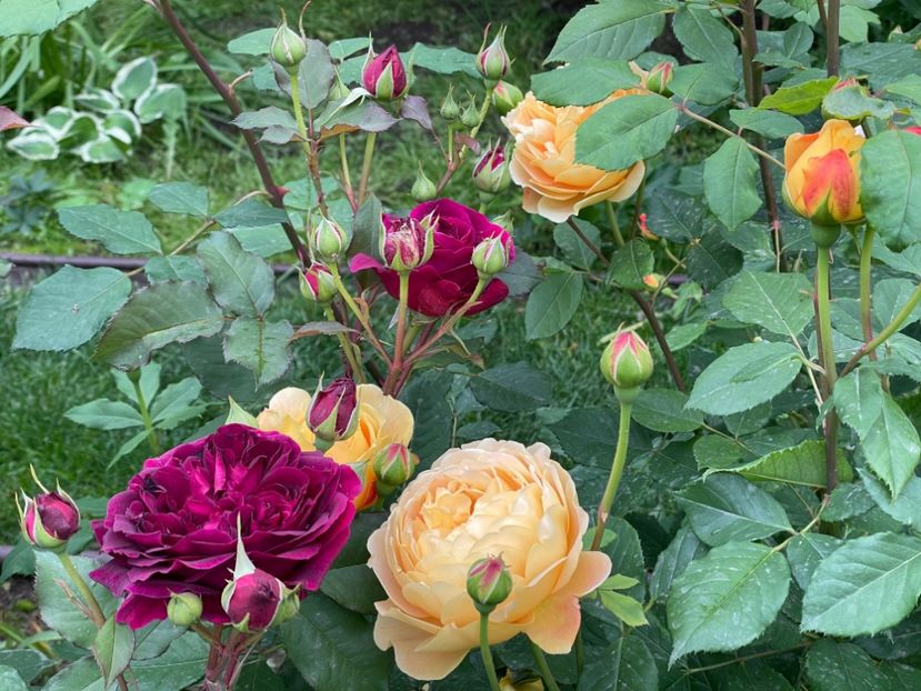  - 001 Trandafiri 2024