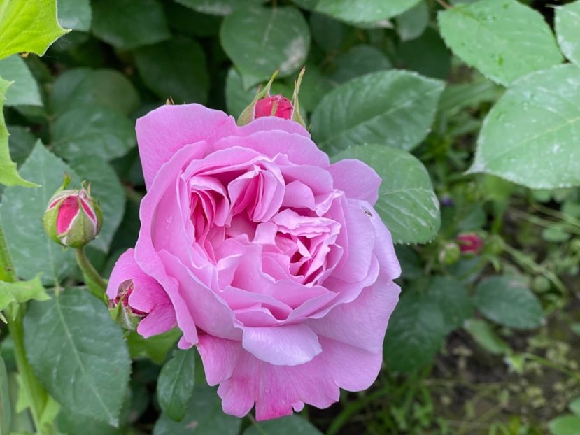  - 001 Trandafiri 2024