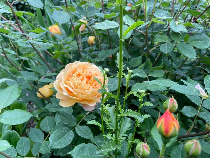  - 001 Trandafiri 2024