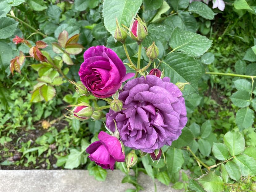  - 001 Trandafiri 2024