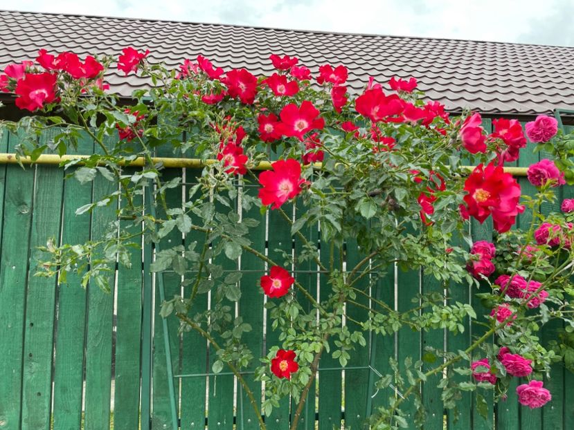  - 001 Trandafiri 2024