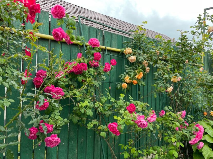  - 001 Trandafiri 2024