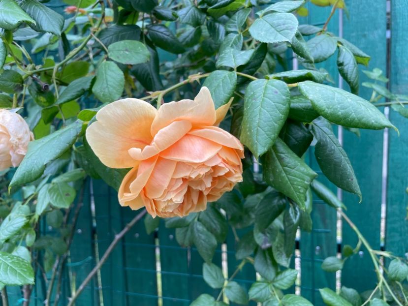  - 001 Trandafiri 2024