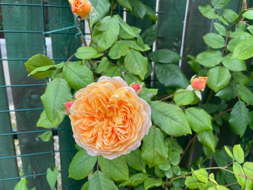  - 001 Trandafiri 2024