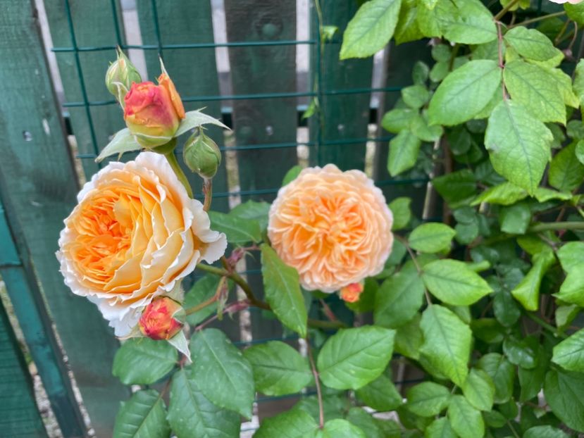  - 001 Trandafiri 2024