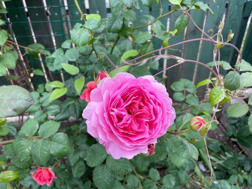  - 001 Trandafiri 2024