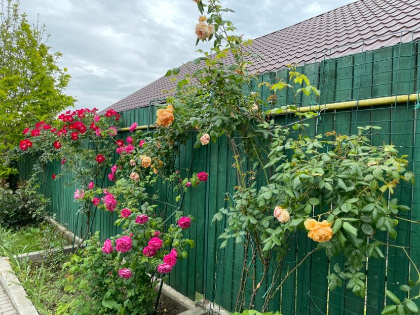  - 001 Trandafiri 2024